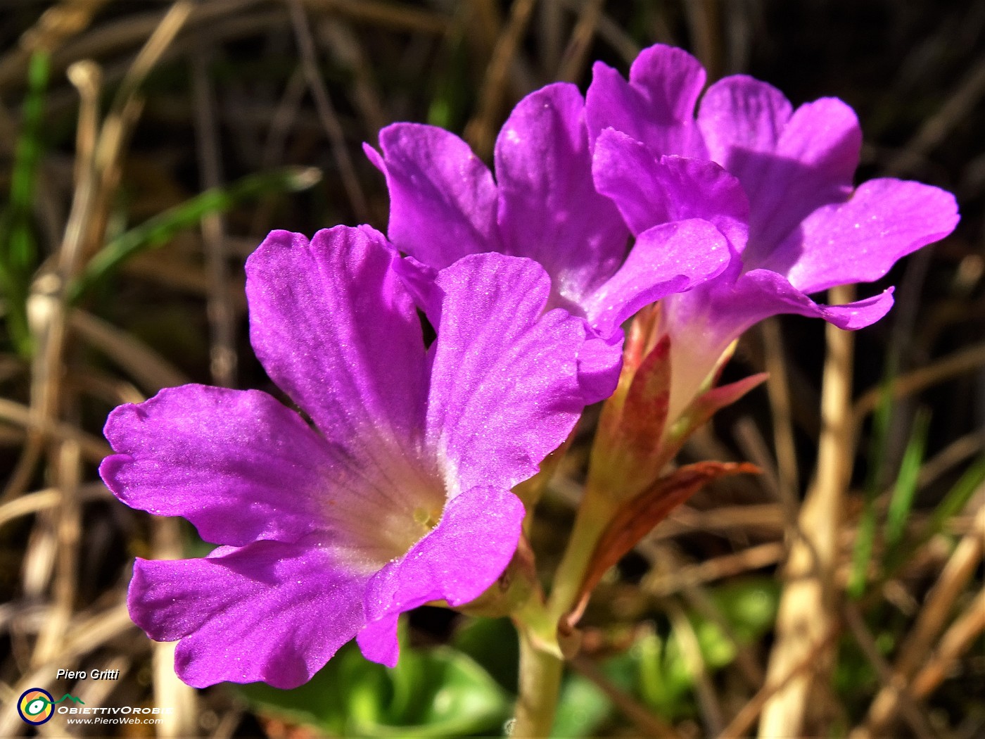 21 Primula glaucescens (Primula di Lombardia).JPG